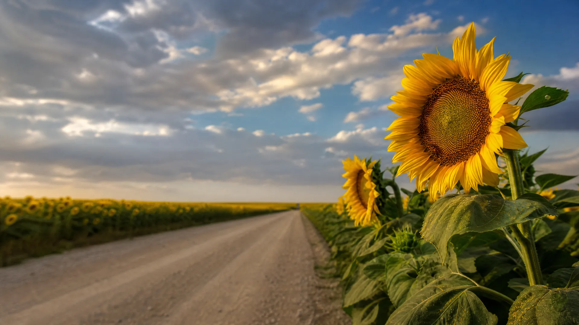 A dirt road runs between sunflower fields under a cloudy sky, with a large sunflower and leaves in close-up at the right edge.
